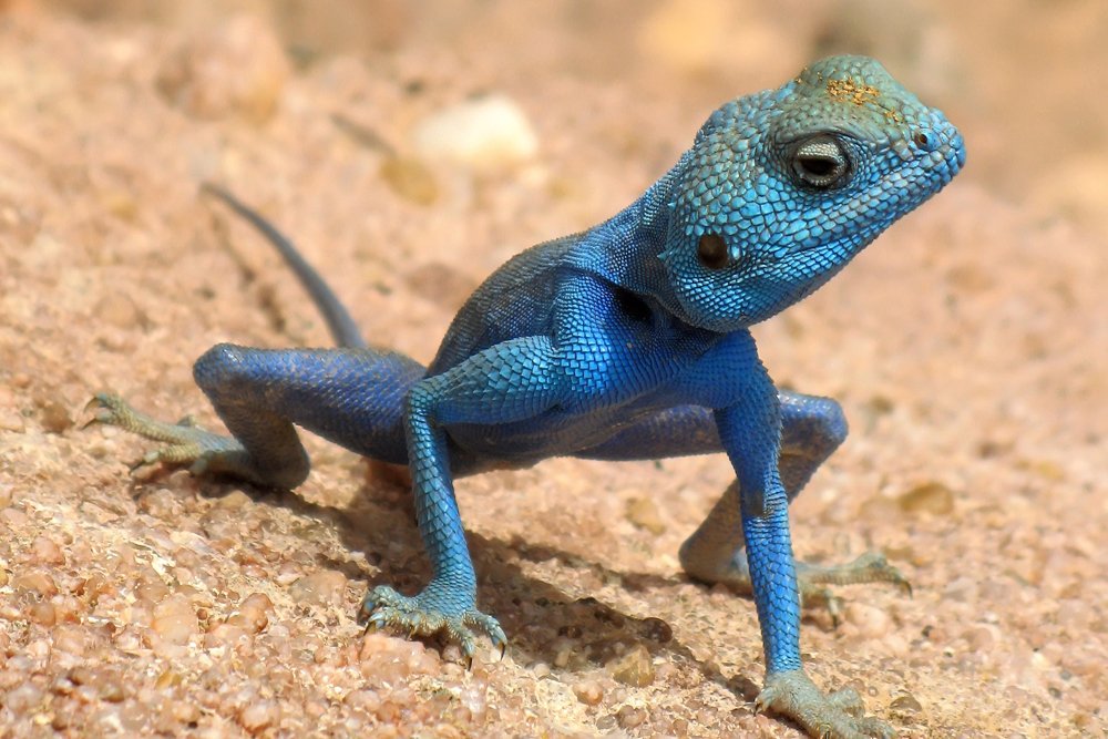 Blue Lizard 36